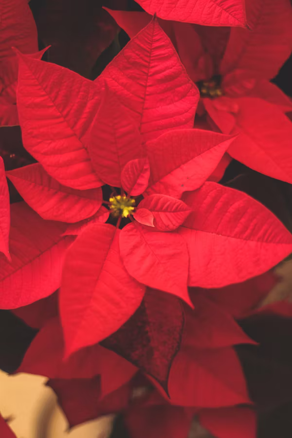ΠΟΪΝΣΕΤΙΑ – Euphorbia pulcherrima - 1